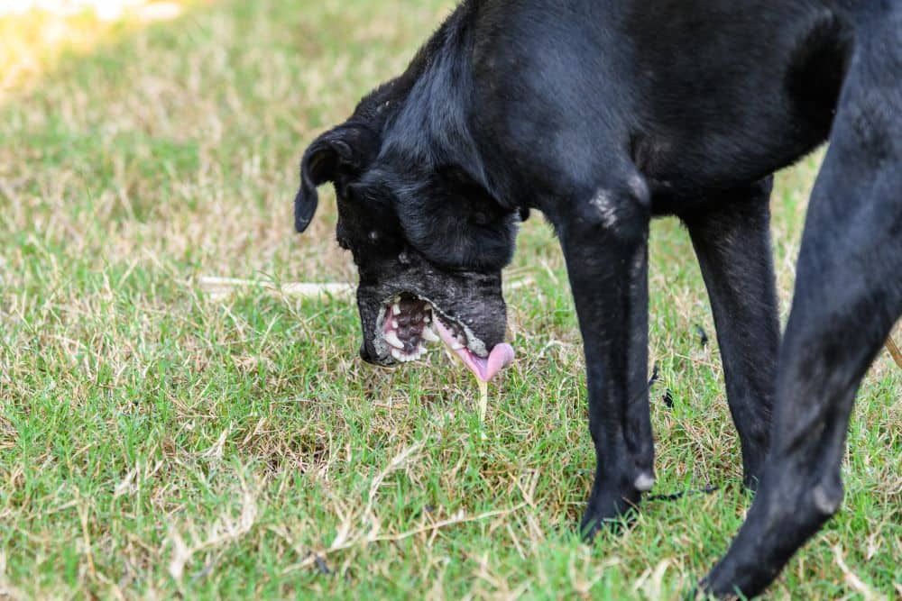 Causas comunes del vomito en perros