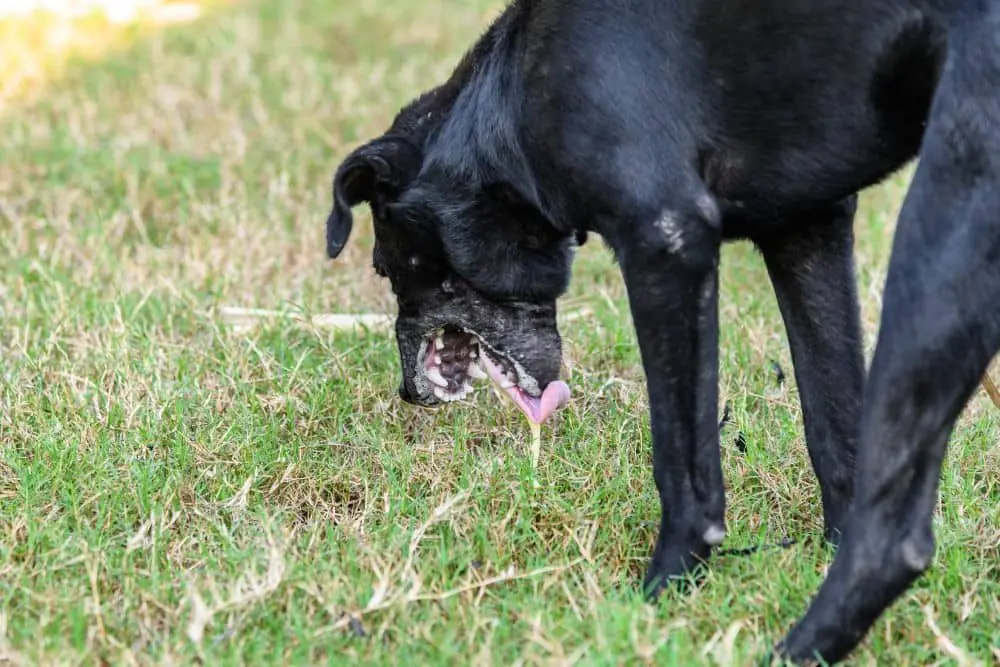 Causas comunes del vomito en perros