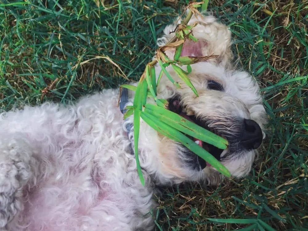 Por qué mi perro come hierba