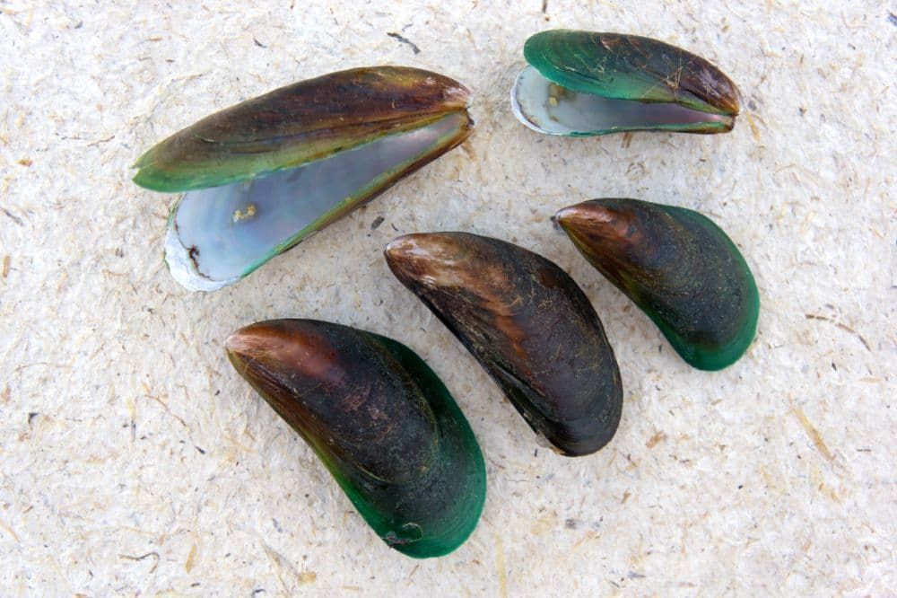 mejillones de labio verde