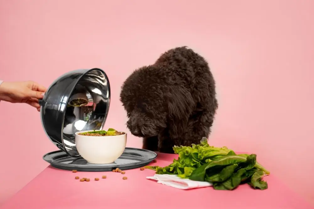 Por qué el perro no puede ser vegano