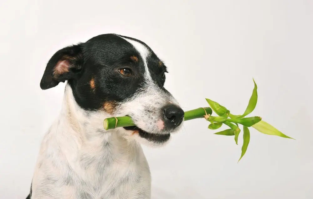 Por qué mi perro no puede ser vegano