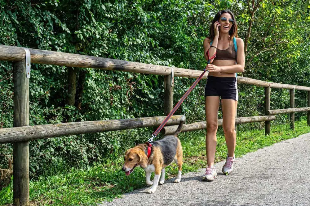 actividad fisica puede prevenir la barriga hinchada en perros