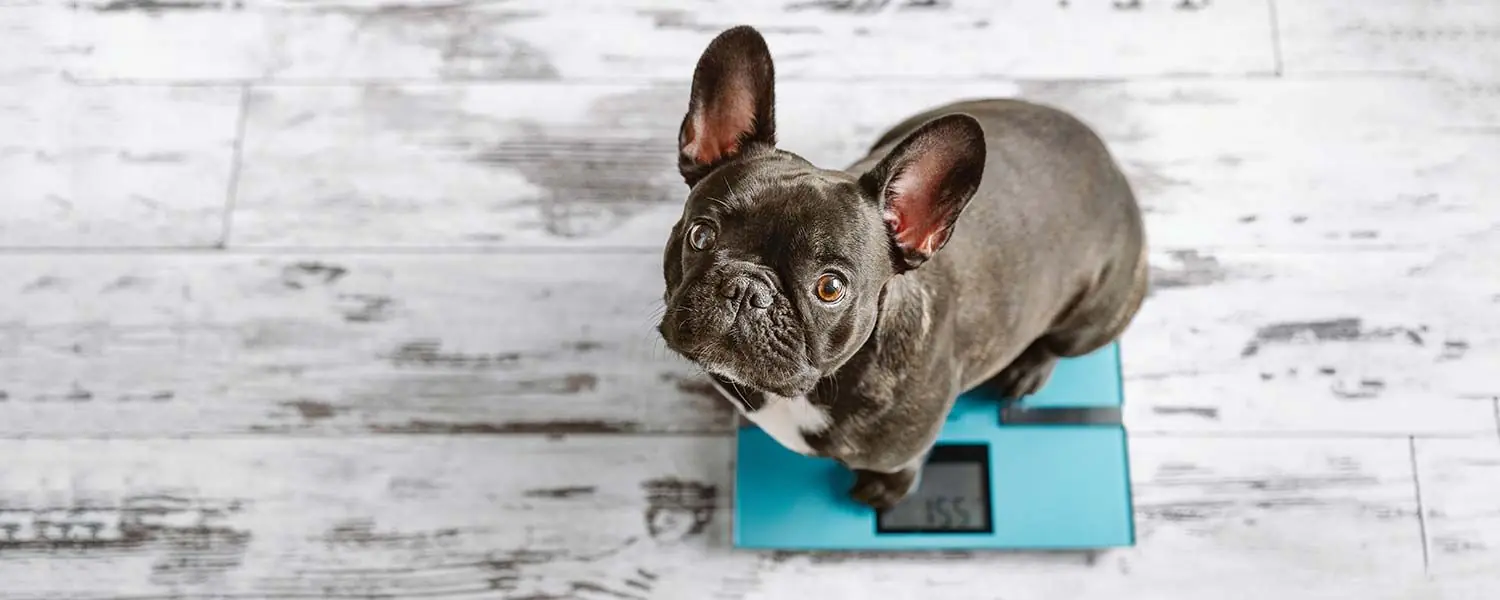Cómo determinar el peso ideal de tu perro