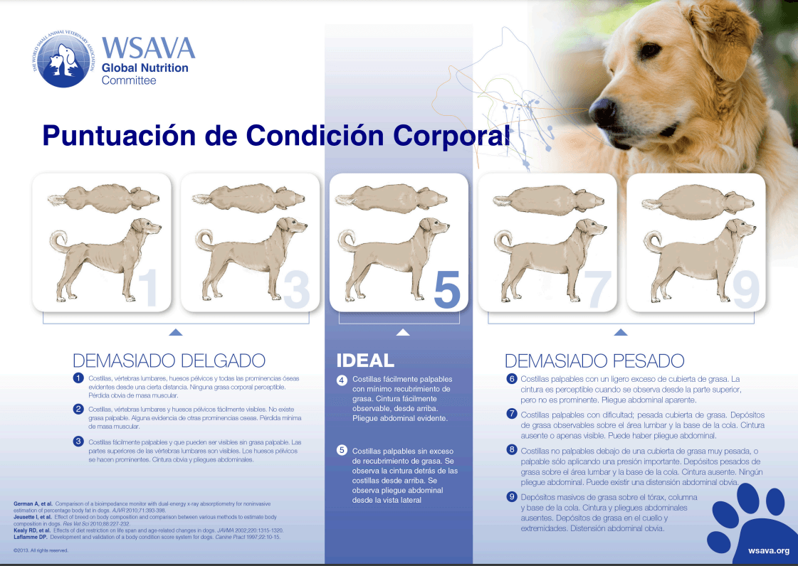 Puntuación de condición corporales en perros 