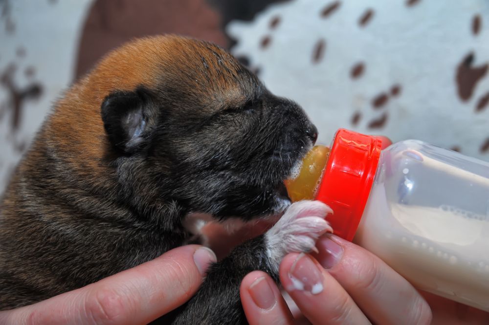 Destete a la comida natural para perros