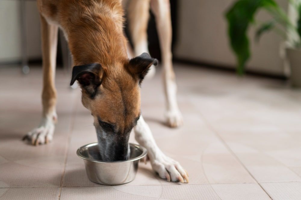 Guide sur la nutrition canine