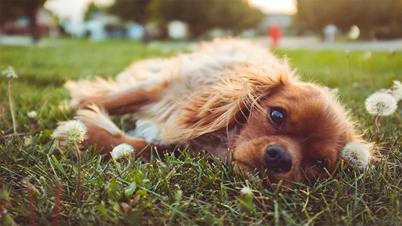 Votre chien souffre d’allergie saisonnière ? Suivez ces conseils pour la traiter
