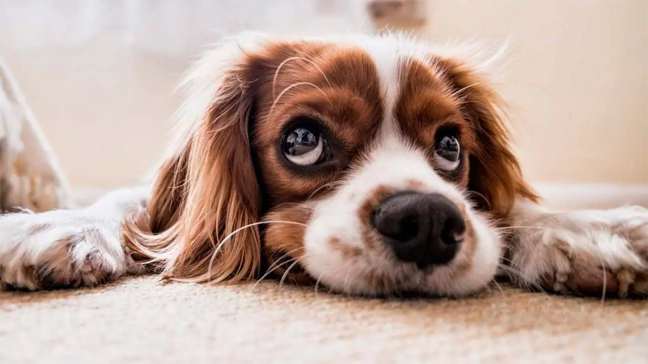 La constipation chez les chiens : comment l’améliorer grâce à une nourriture naturelle