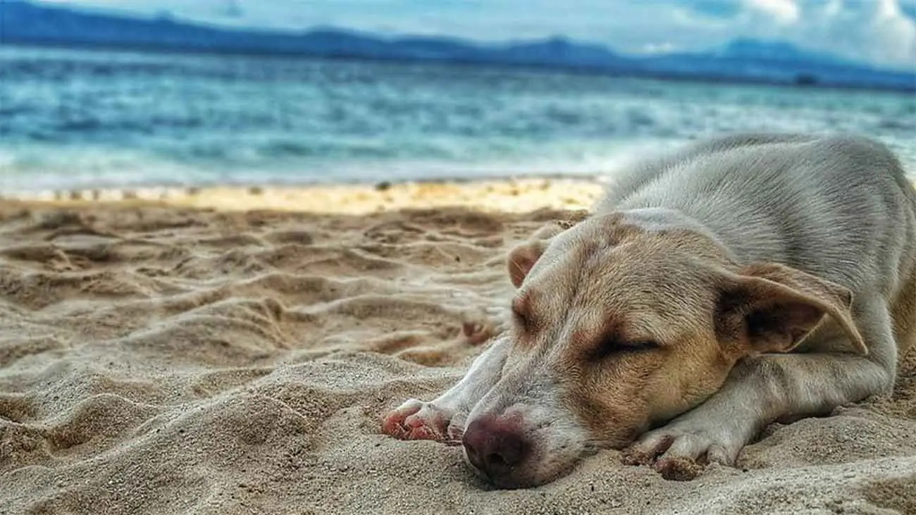Que faire en cas de coup de chaleur chez les chiens ?