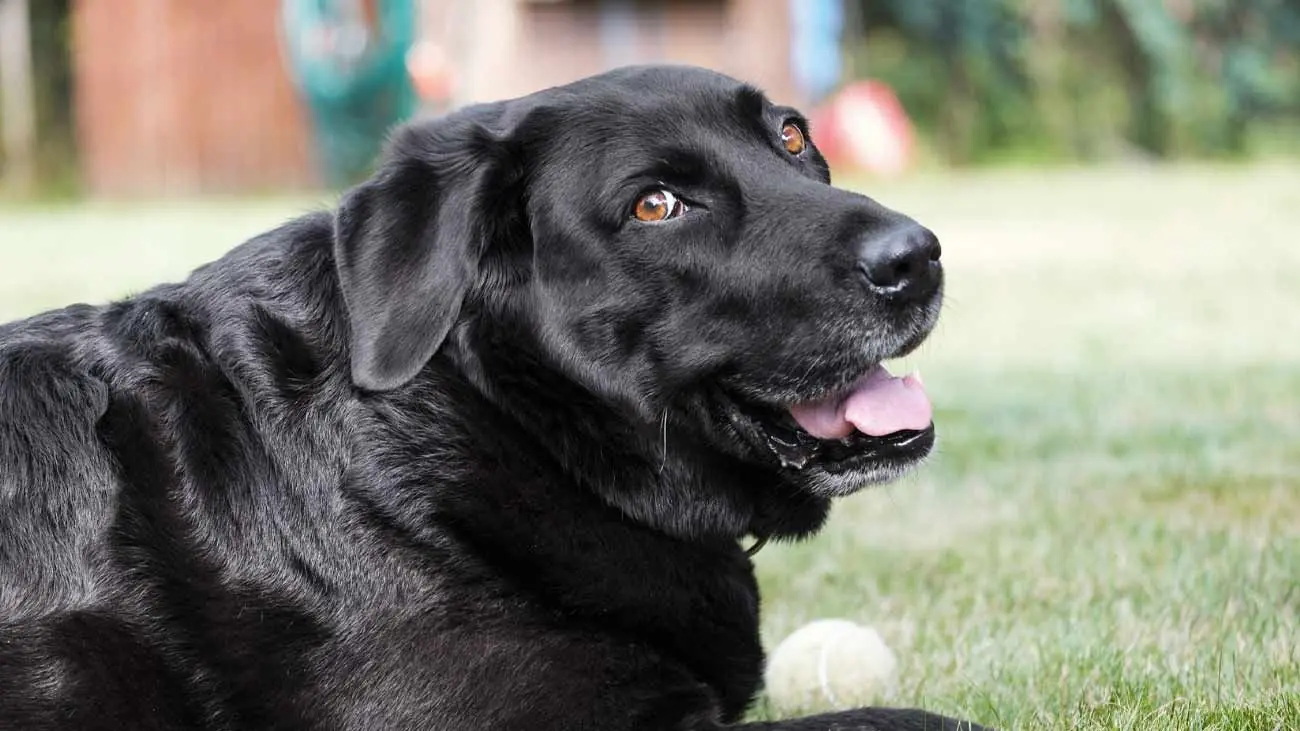 Contrôle du poids et de l'obésité chez les chiens