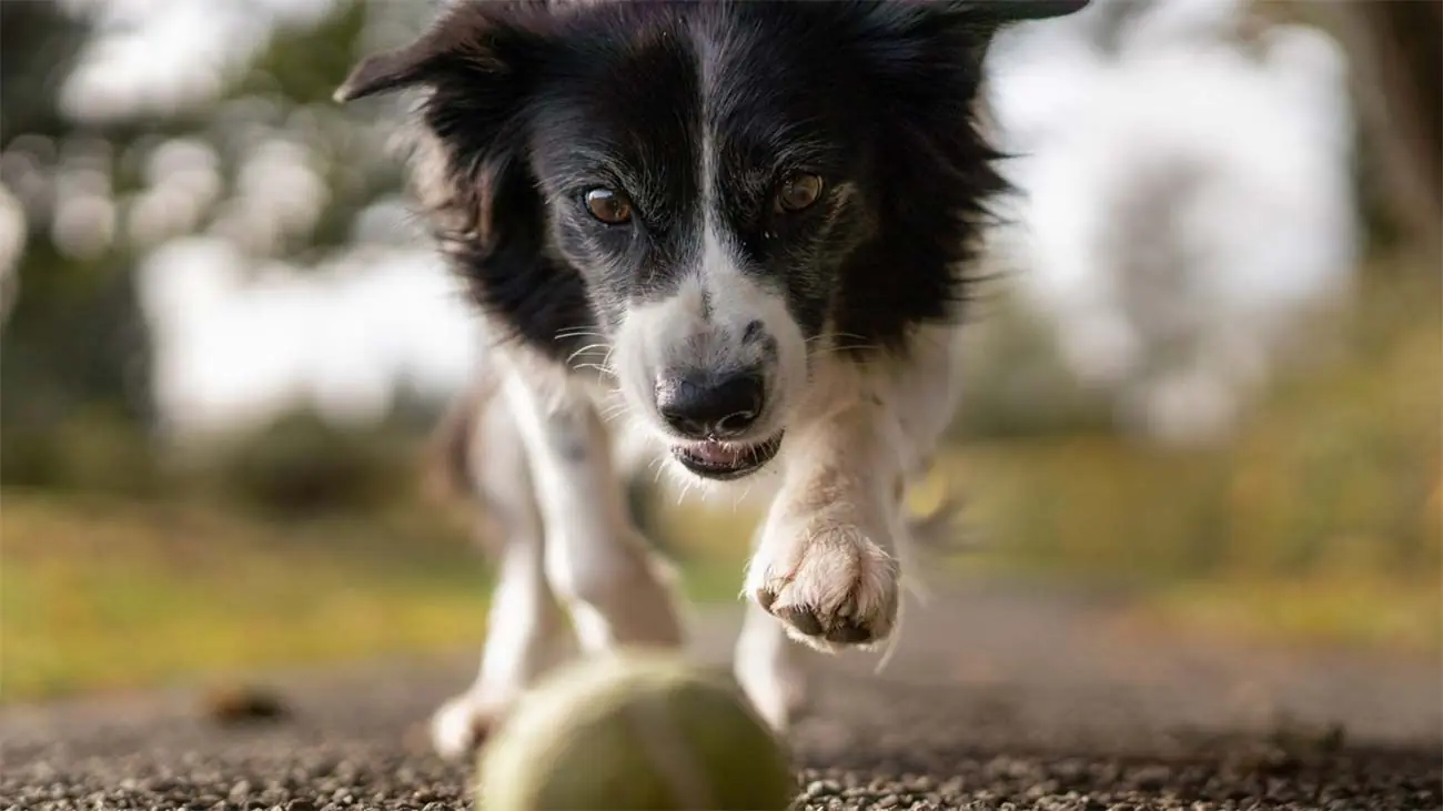 Une alimentation naturelle pour renforcer le système immunitaire de votre chien 