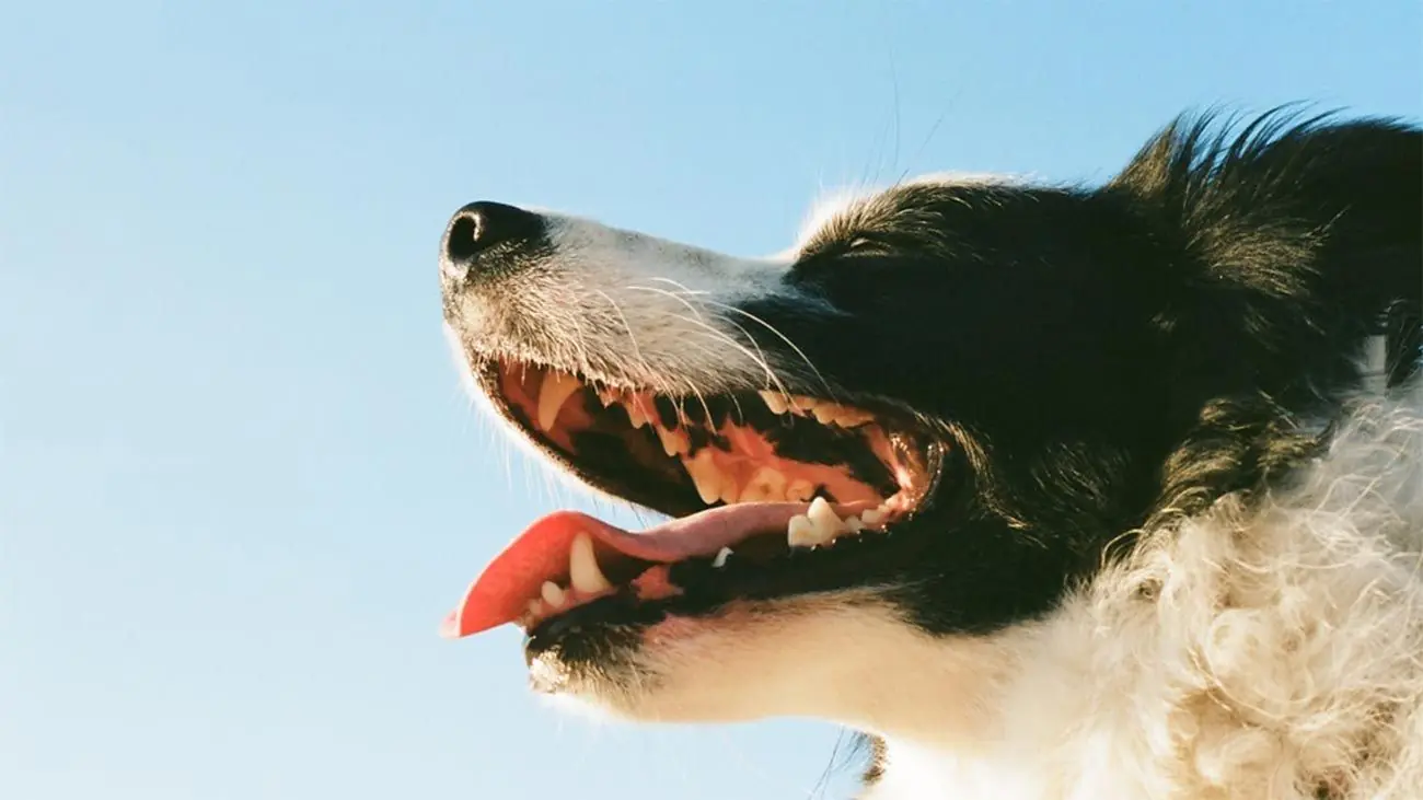 Comment éviter le tartre sur les dents de mon chien ?