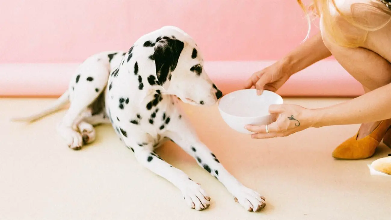 Pourquoi n'est-il pas nécessaire d'inclure des céréales dans l'alimentation d'un chien ?
