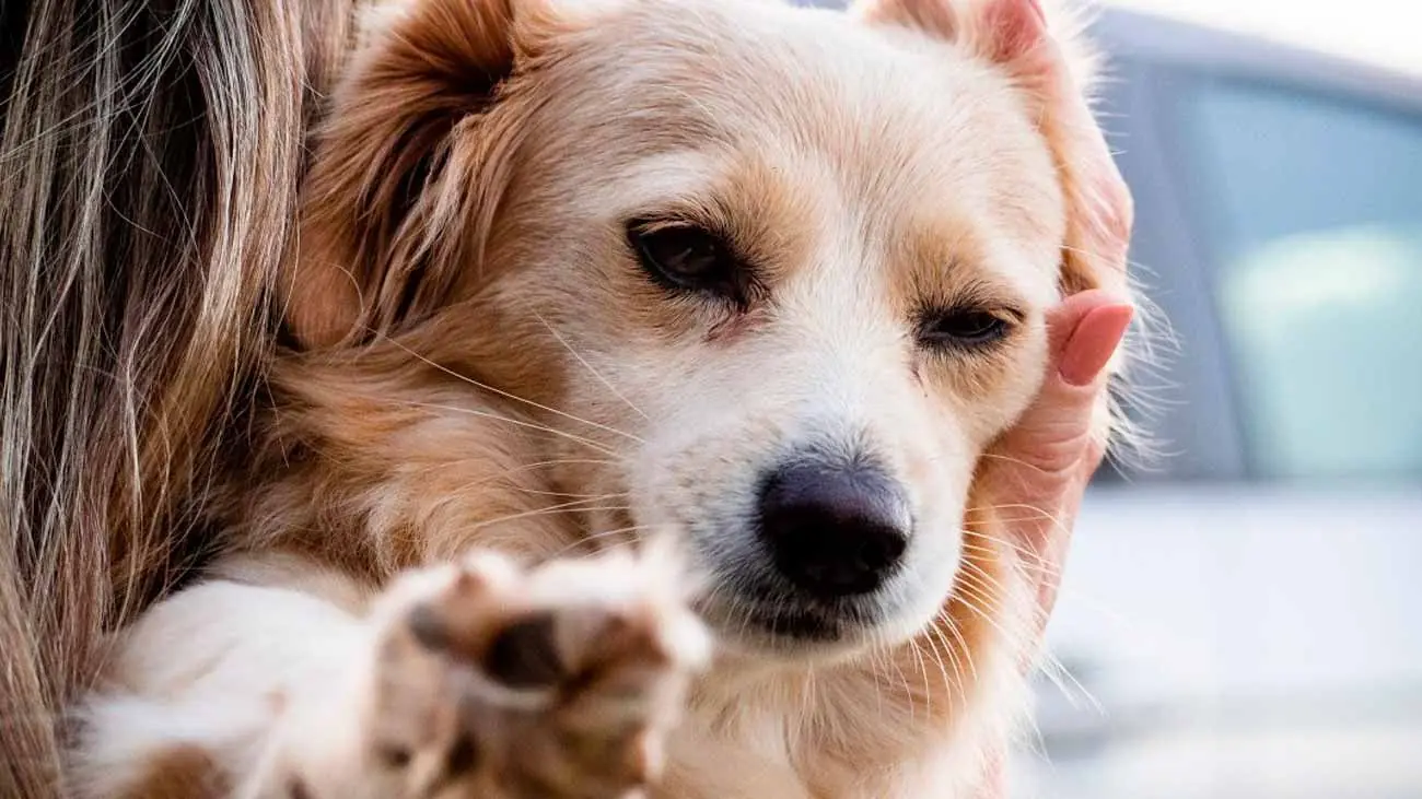 Que doit manger un chien qui souffre d'allergies ?