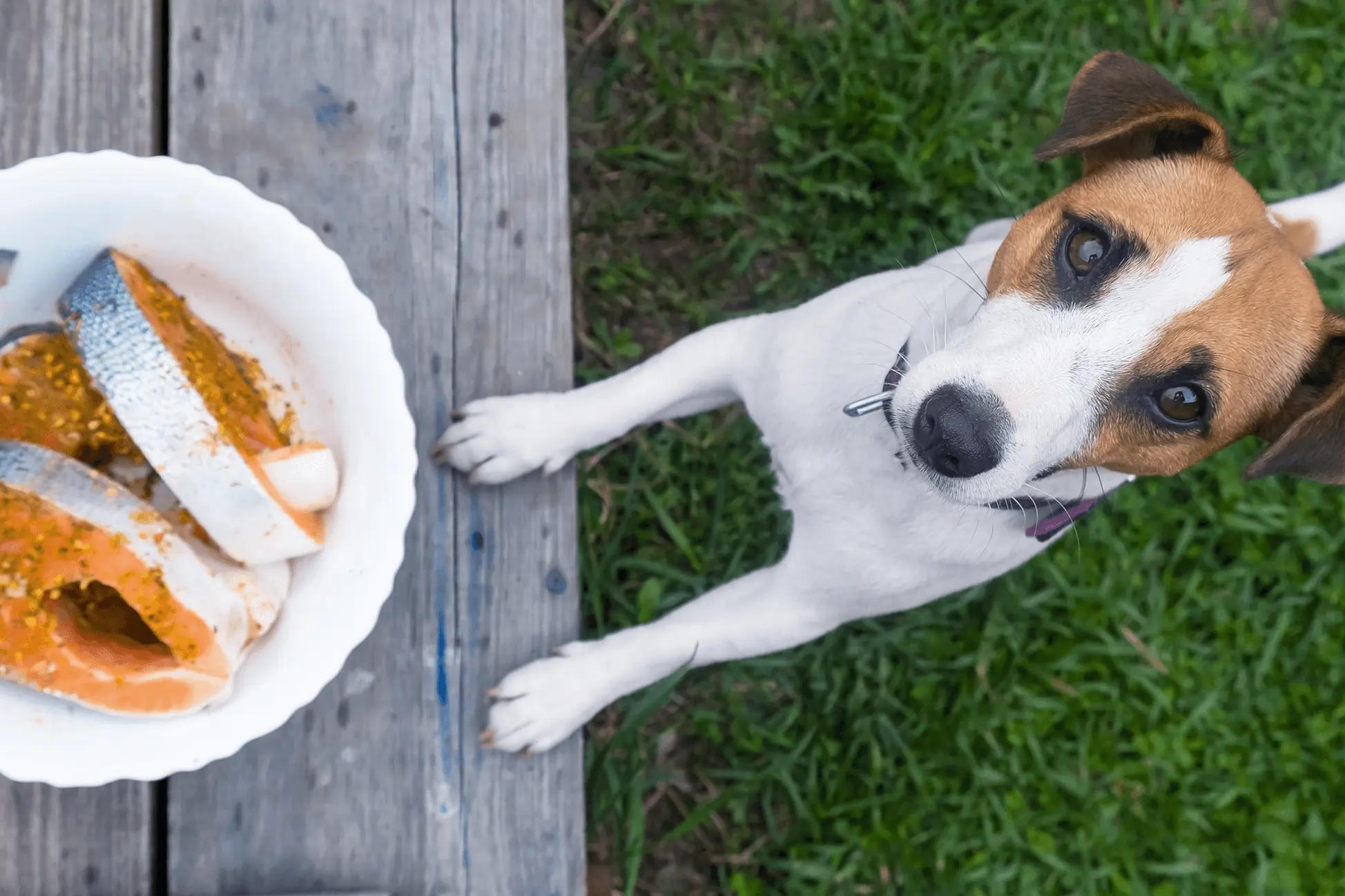 Dans quel cas donner des compléments alimentaires à son chien ?