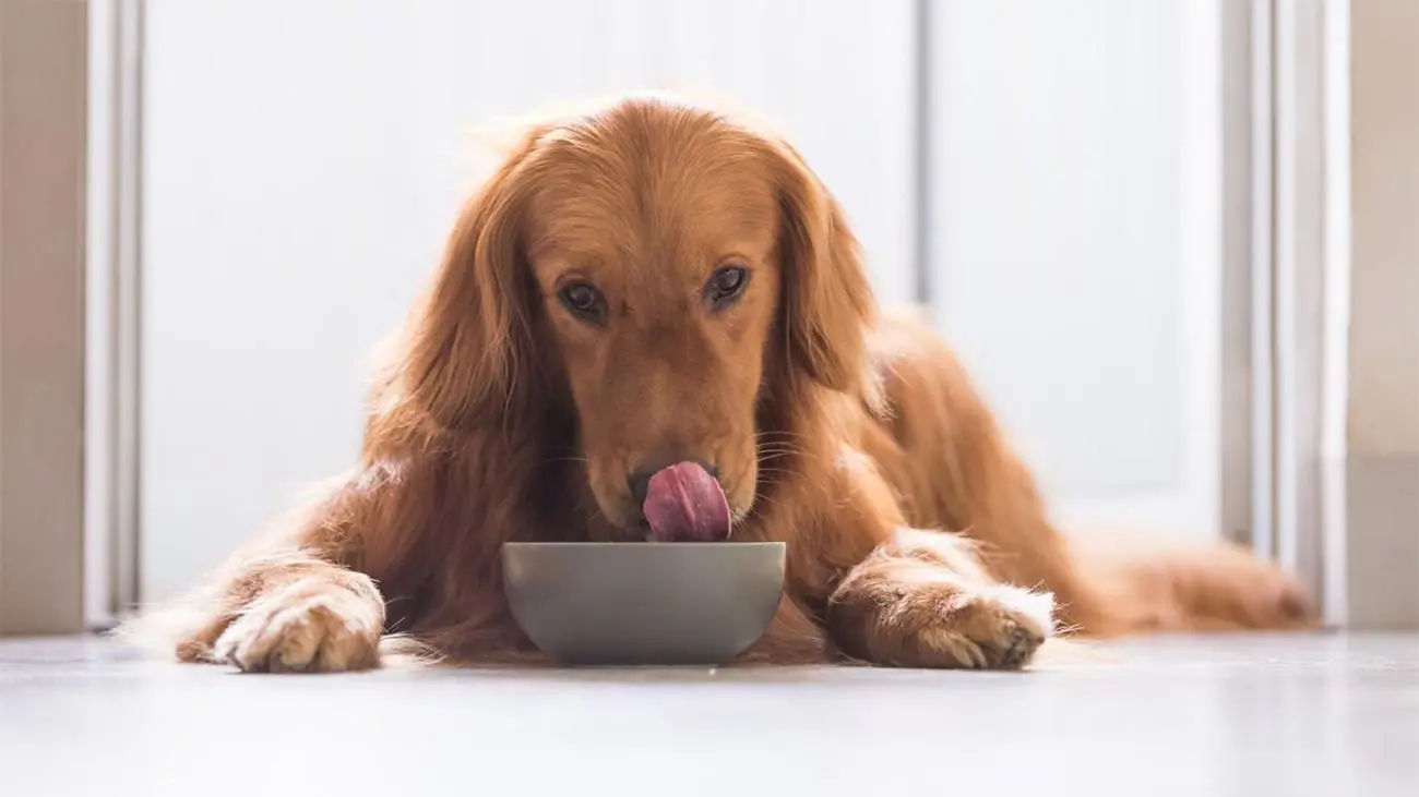 Que donner à mon chien souffrant de problèmes digestifs ?