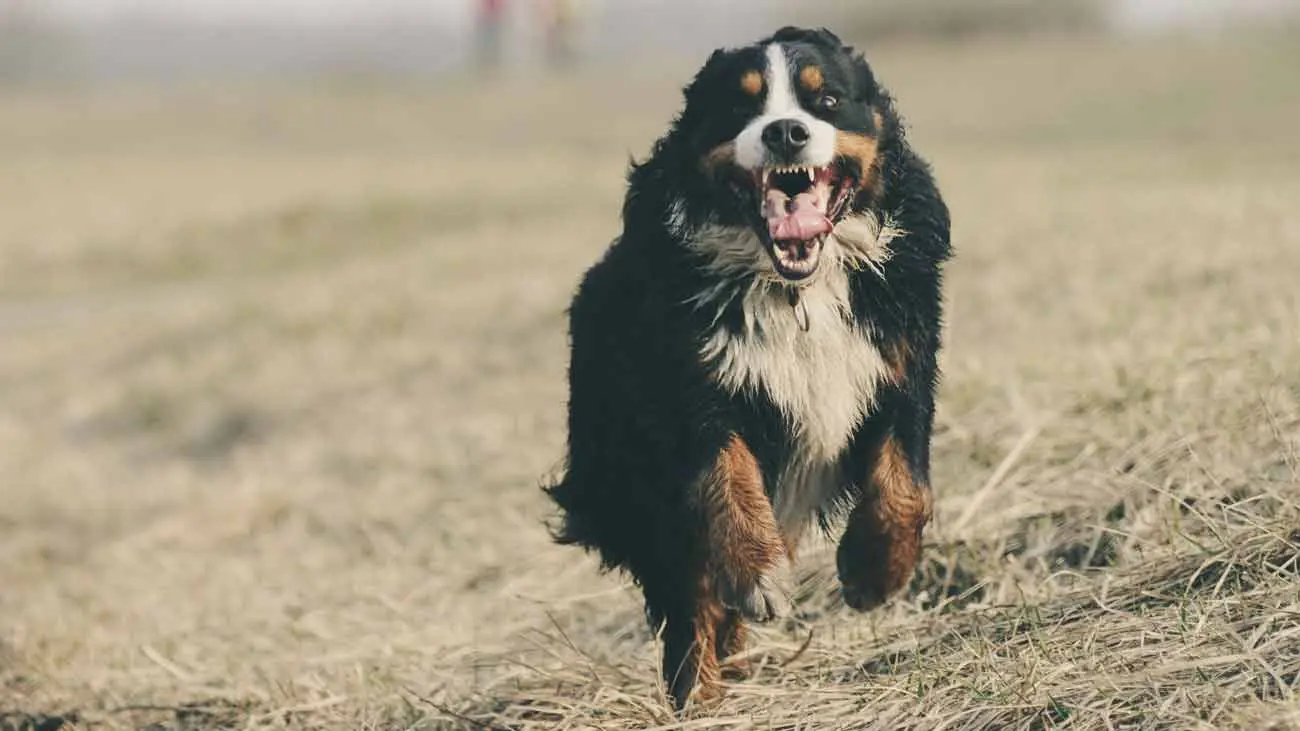 Mon chien a-t-il besoin de beaucoup se dépenser ?