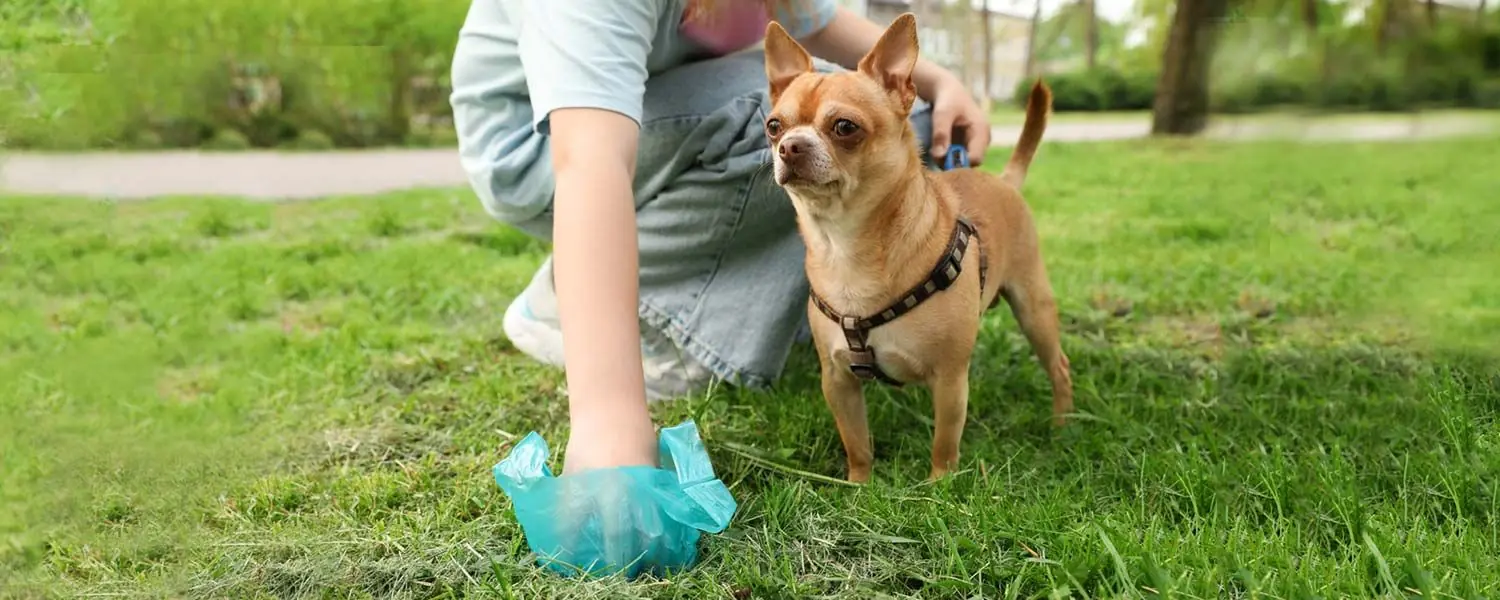 Relación entre la comida natural y las heces de perros