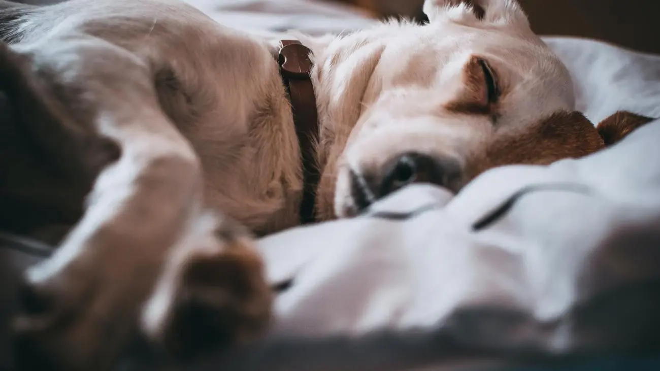 Maladies liées à l'alimentation de nos chiens 