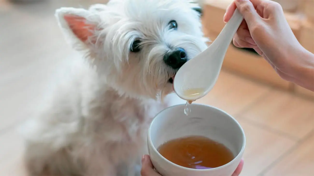Caldo de huesos para perros: elaboración y beneficios