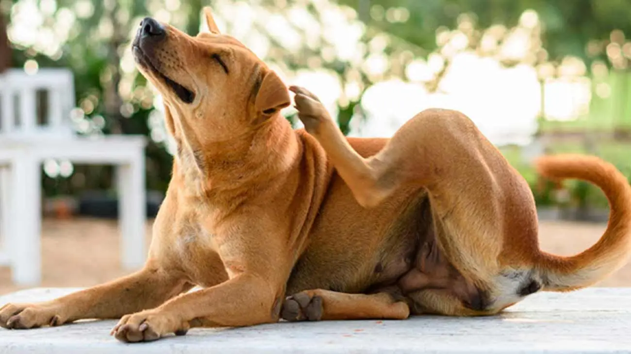 perro rascandose por garrapata