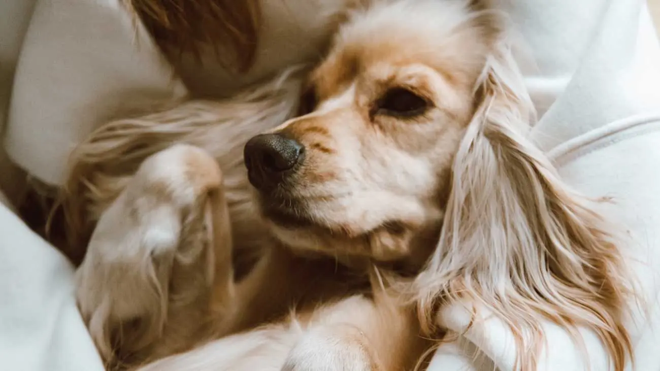 Adopción responsable: ¿Qué debo tener en cuenta al adoptar un perro?