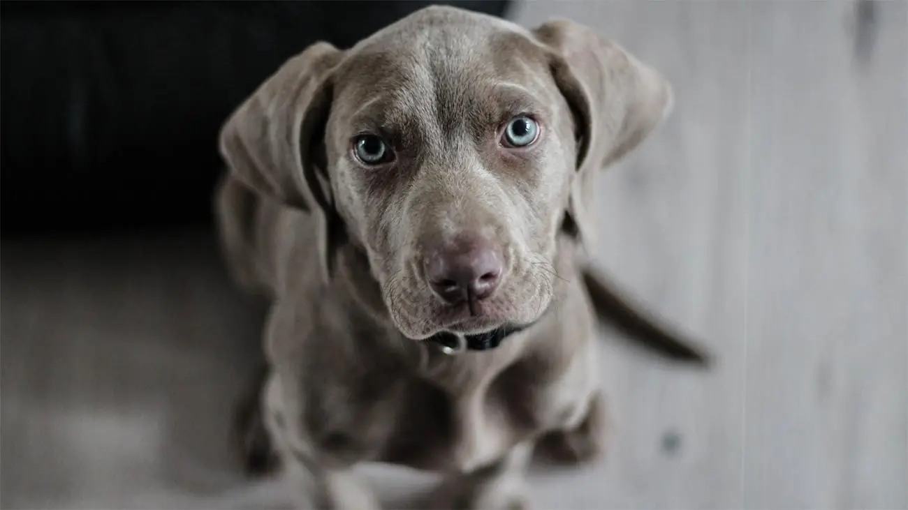 Todo sobre la castración en perros: Beneficios, Cuidados e Impacto en la Alimentación