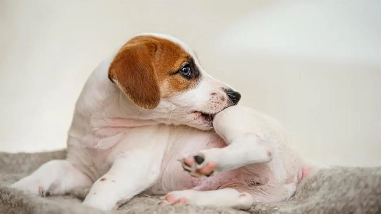 ¿Cómo eliminar las pulgas de tu perro? Prevención y tratamiento