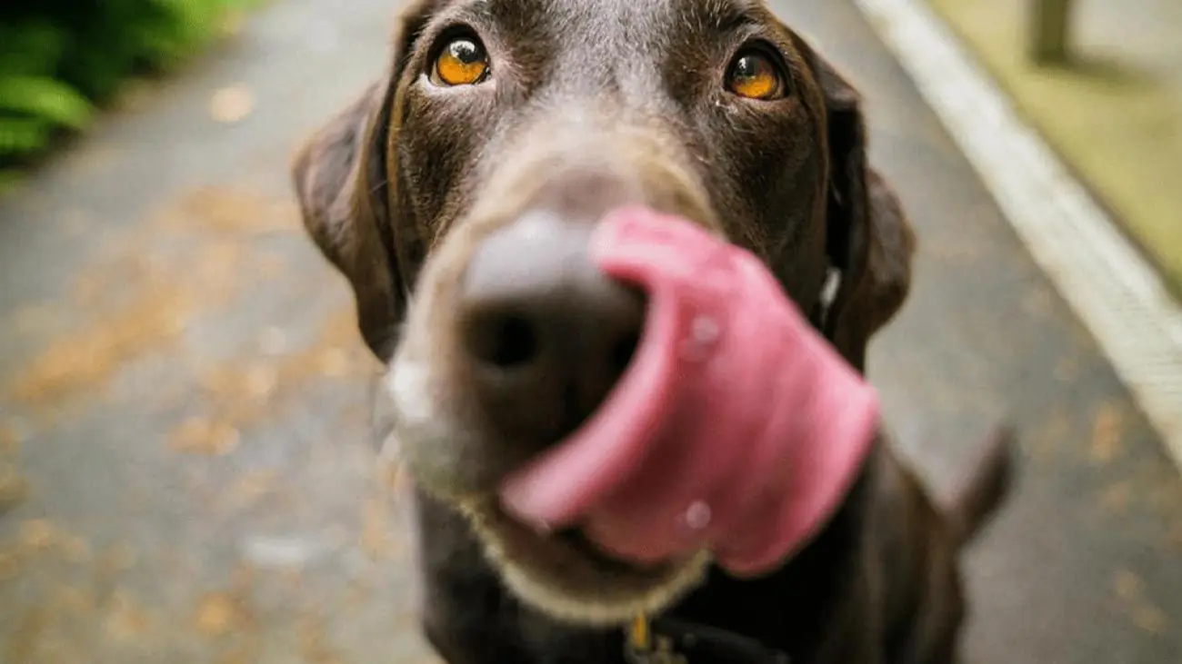 Deshidratación en perros: causas, síntomas y prevención