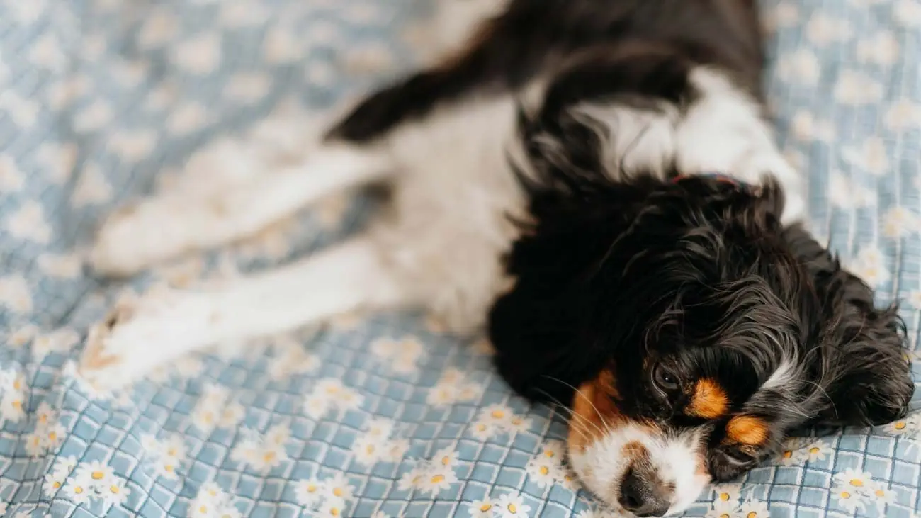Le feci del cane con cibo naturale