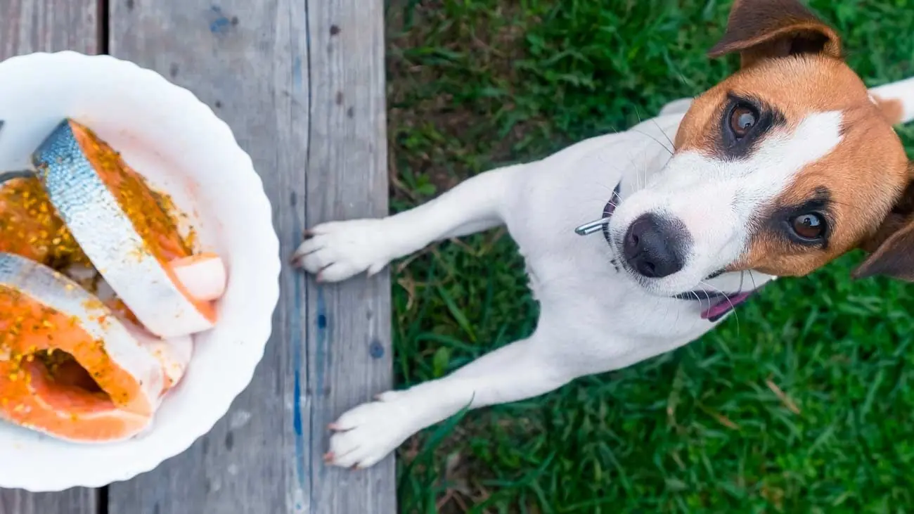 Casos en los que se recomienda suplementar la dieta natural de Dogfy Diet