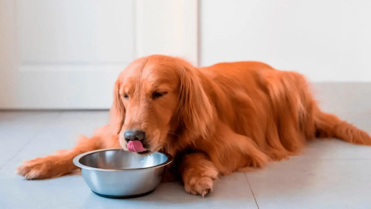 ¿Cuántas veces debe comer un perro al día?