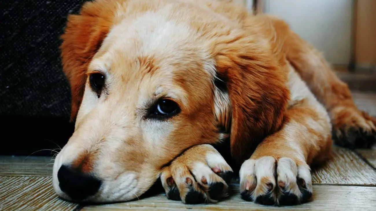 Guía completa sobre la pancreatitis en perros y qué alimentación proporcionarles