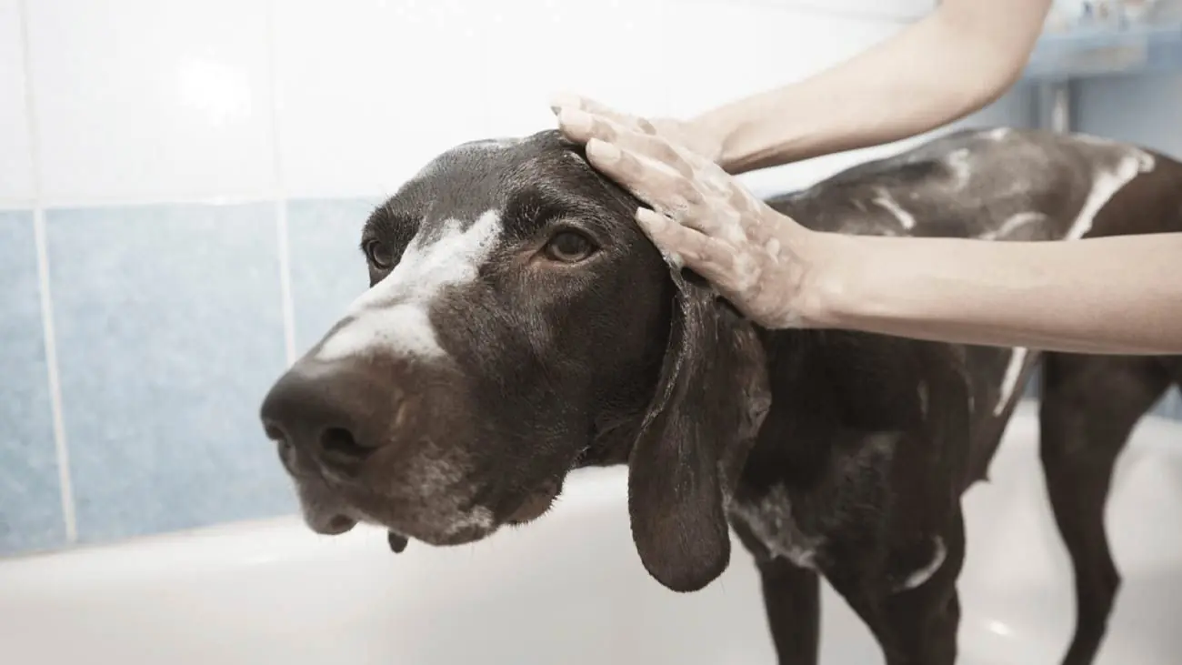 Cómo desparasitar a mi perro de forma natural