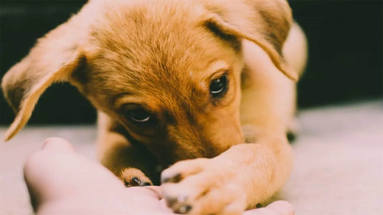 Destete a la comida natural