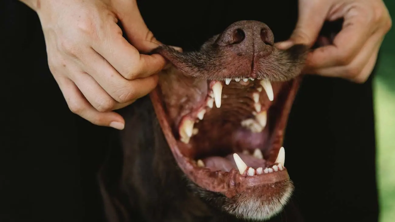 Comment prendre soin des dents de mon chien