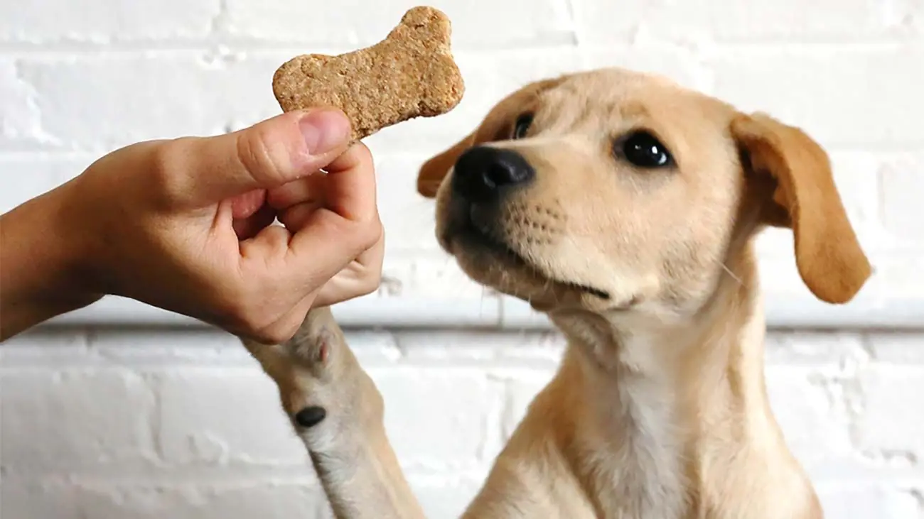 Tipos de snacks naturales para tu perro