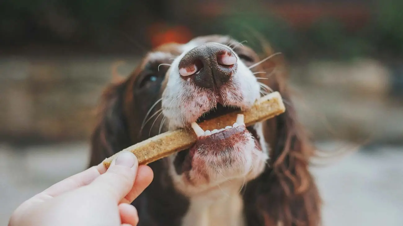 ¿Cómo saber si mi perro tiene ansia o apetito?