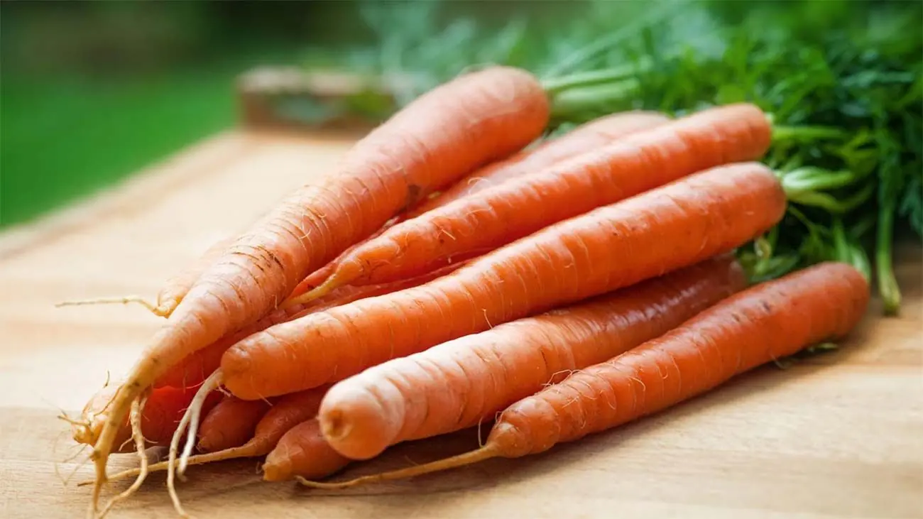 Por qué mi perro NO puede ser vegano