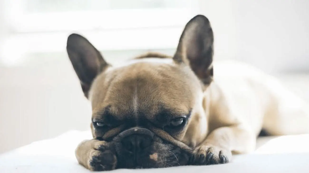 ¿Por qué a mi perro se le hincha la barriga?