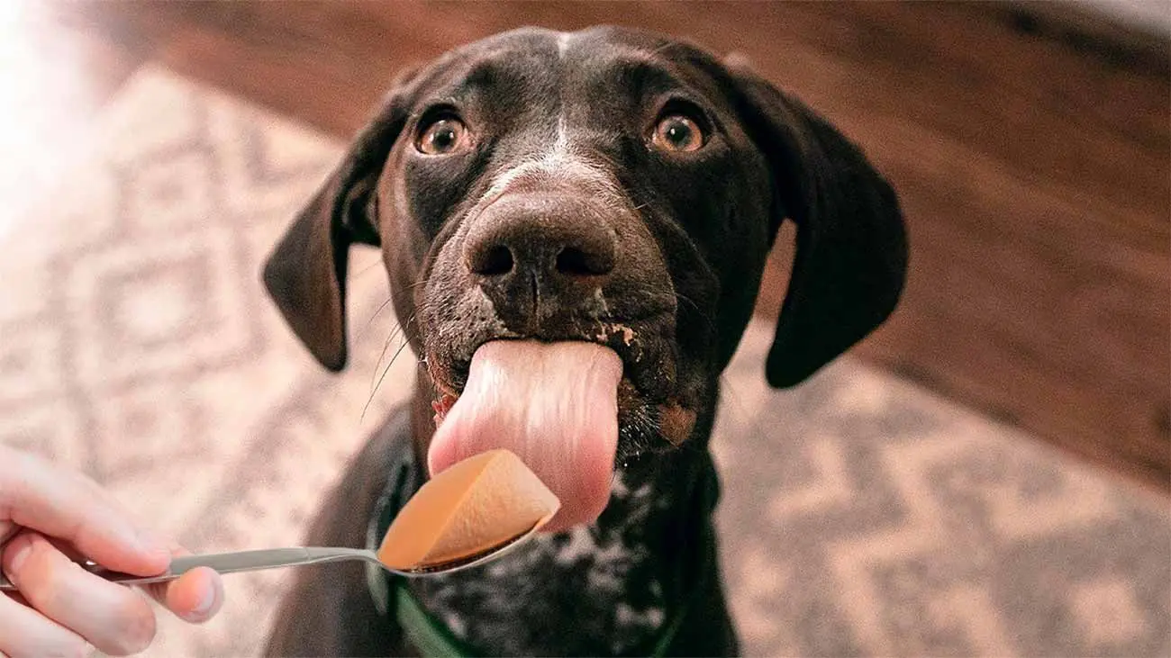 Las grasas esenciales en la dieta de tu perro: más allá de los mitos