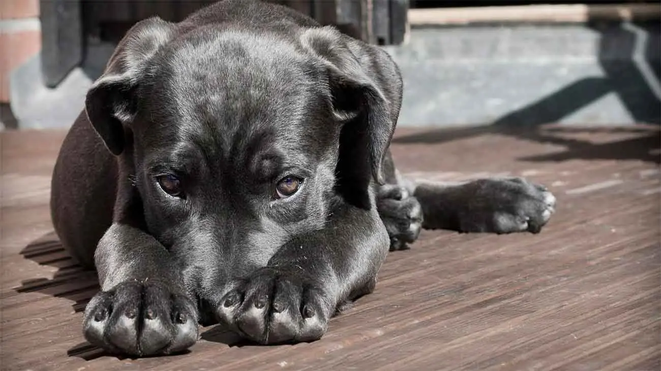¿Qué es la coprofagia canina y por qué se produce?