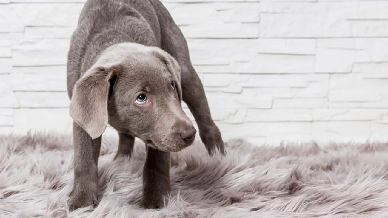 ¿Por qué mi perro tiembla? Causas más comunes