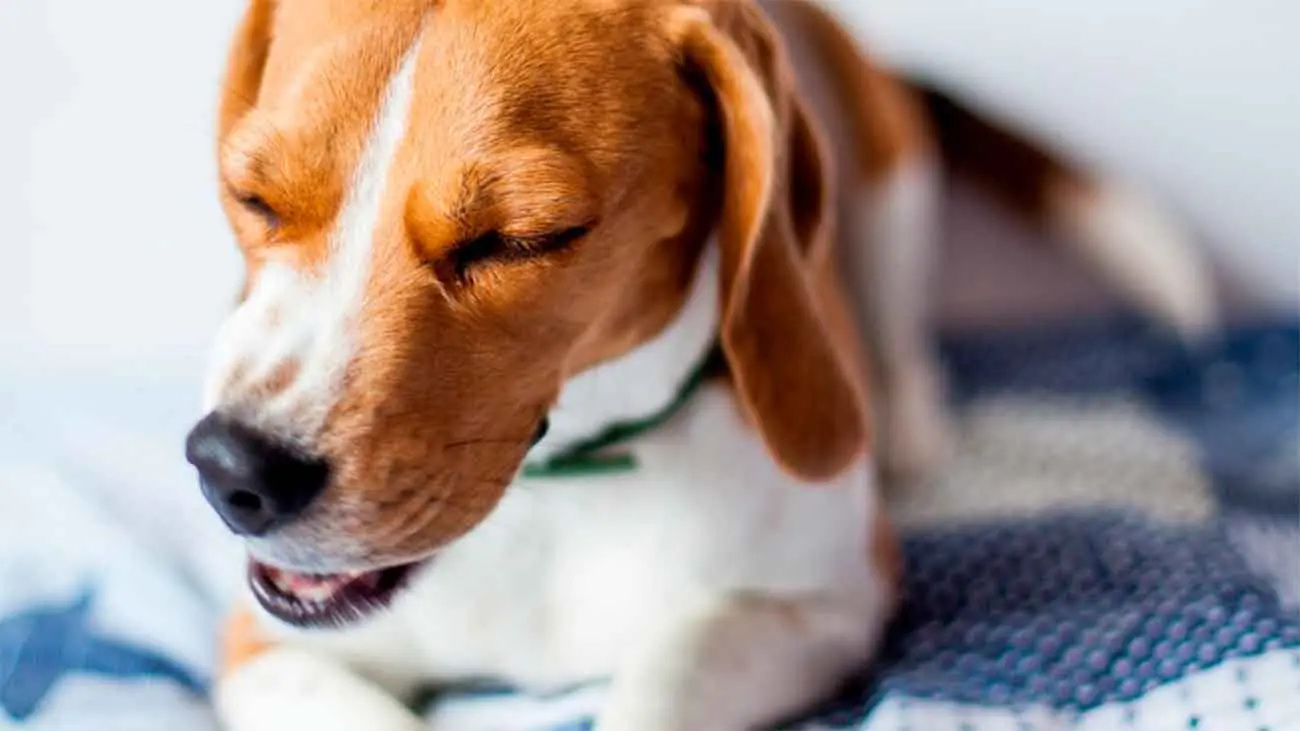 ¿Por qué mi perro tose? Causas y tratamientos