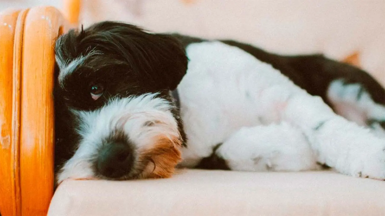 ¿Por qué mi perro vomita? Causas más comunes