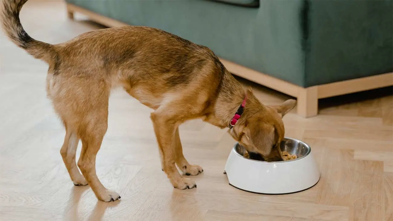 ¿Por qué no dar pienso a nuestro perro?