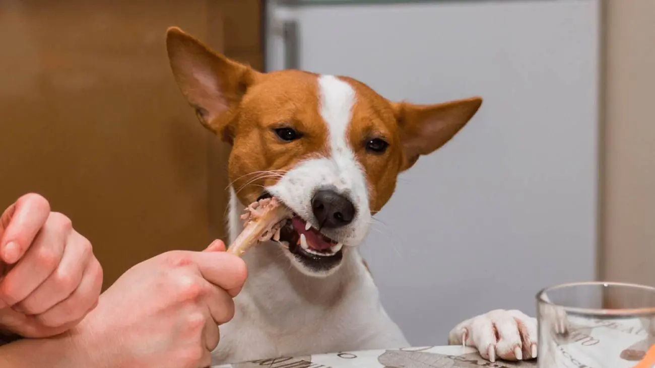Peligros de dar sobras de comida a nuestro perro