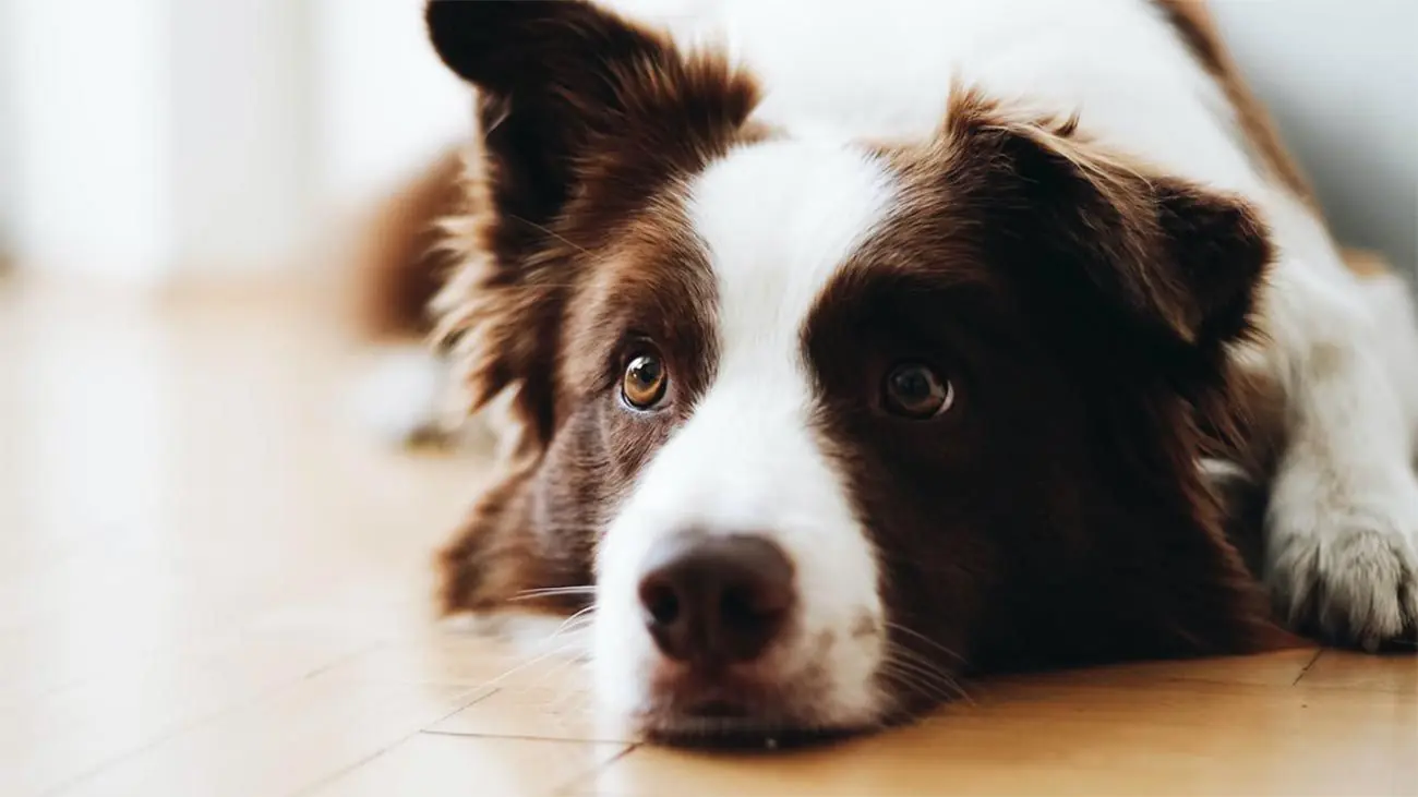 Enfermedad renal en perros: Causas, síntomas y alimentación