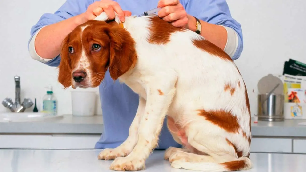 ¿Qué es la leishmaniasis canina? Desarrollo de la enfermedad y dieta adecuada